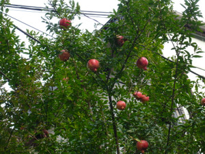 P1010473