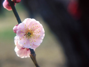 Flower1005