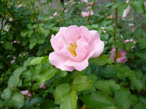 P1020152
