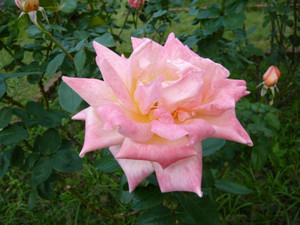 P1020146