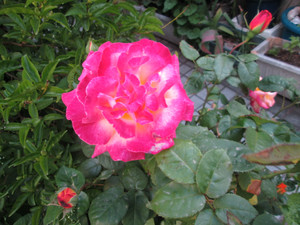 Img_0151_2