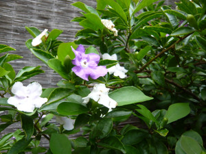 P1020319