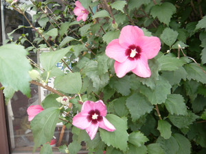 P1010459