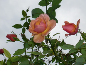 P1010550
